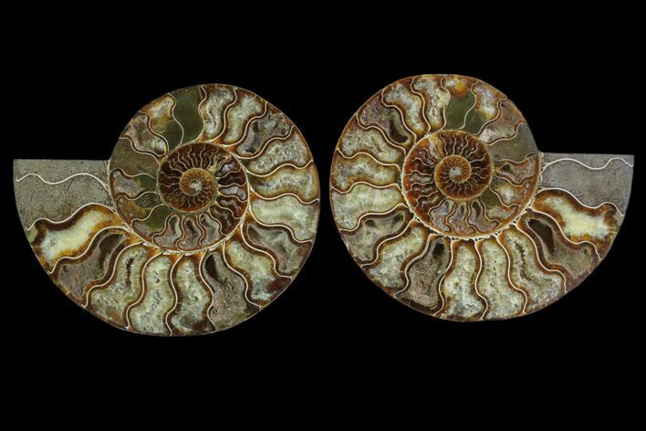Cut & Polished Ammonite Fossil - Crystal Chambers #88174